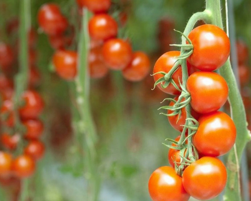 How is Greenhouse Produce Grown?